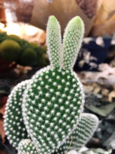 ぐらプロフィール