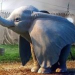 dumbo