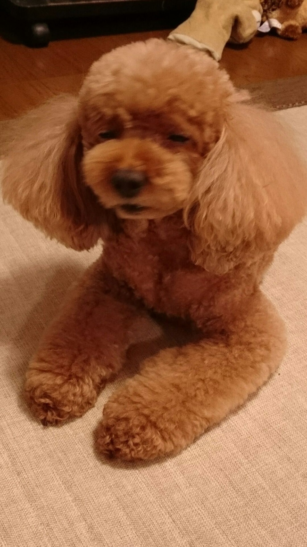 おみくじ_2019年8月編集後記