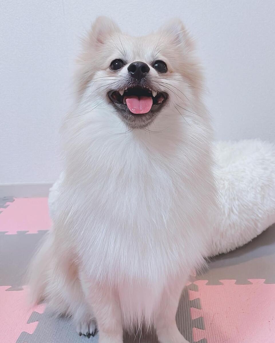 ponzu